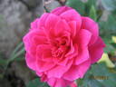 Blue Parade rose photo