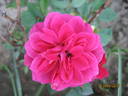 Blue Parade rose photo
