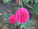Blue Parade rose photo