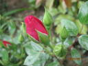 Bluenette rose photo