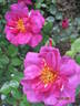 Bluenette rose photo
