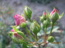 Koster Rose rose photo