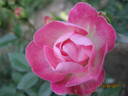 Koster Rose rose photo