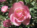 Koster Rose rose photo