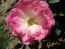 Koster Rose rose photo