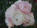 Koster Rose rose photo