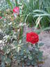 Maidy ® rose photo