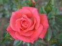 Starina ® rose photo
