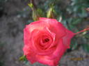 Starina ® rose photo