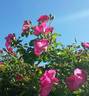 William Booth rose photo