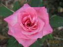 Belle Symphonie ® rose photo