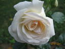 Ledreborg Castle rose photo