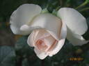 Ledreborg Castle rose photo