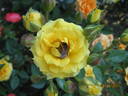 Yellow Clementine rose photo
