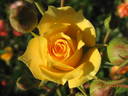 Yellow Clementine rose photo
