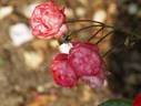 Dick Koster Fulgens rose photo