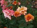Cioccofiore rose photo