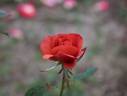 Cioccofiore rose photo