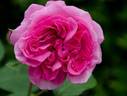 Charmian ® rose photo