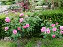 Charmian ® rose photo