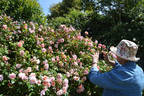 Madame Jules Thibaud rose photo