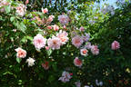 Madame Jules Thibaud rose photo