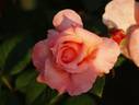 Davidoff ® rose photo