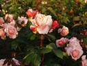 Davidoff ® rose photo