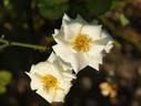 Scentasia rose photo