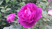 Prinz Hirzeprinzchen rose photo