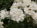 Carte Blanche ™ rose photo