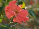 Orange Flame rose photo