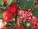 Orange Special rose photo