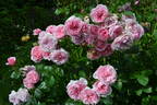 Roseninsel rose photo