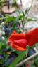 Orange Smoke rose photo