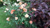 Happy Dance Cl. rose photo