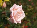 Odette Joyeux rose photo