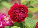 Oskar Kordel rose photo