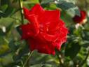 Ballindalloch Castle rose photo