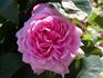 André Leroy rose photo