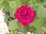 Eclaireur rose photo