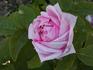 Madame de Mont Chauvau rose photo