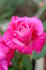 Sir Joseph rose photo