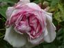 Marguerite Desrayaux rose photo