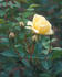 Paulette rose photo
