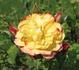 Farinet rose photo
