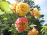 Farinet rose photo