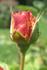 Farinet rose photo