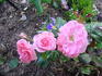 Dearest rose photo
