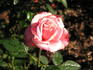 Georgia Belle rose photo